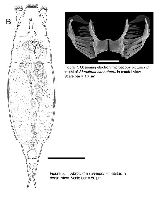 Abrochtha sonneborni - Original description image