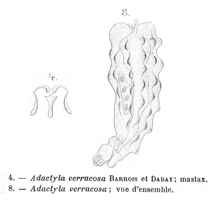 Adactyla verrucosa - Original description image