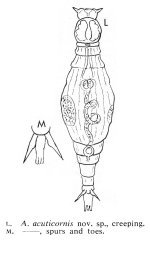 Adineta acuticornis - Original description image