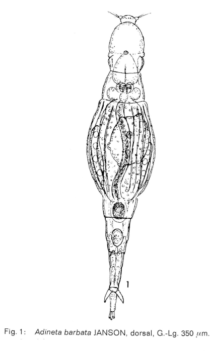 Adineta barbata
