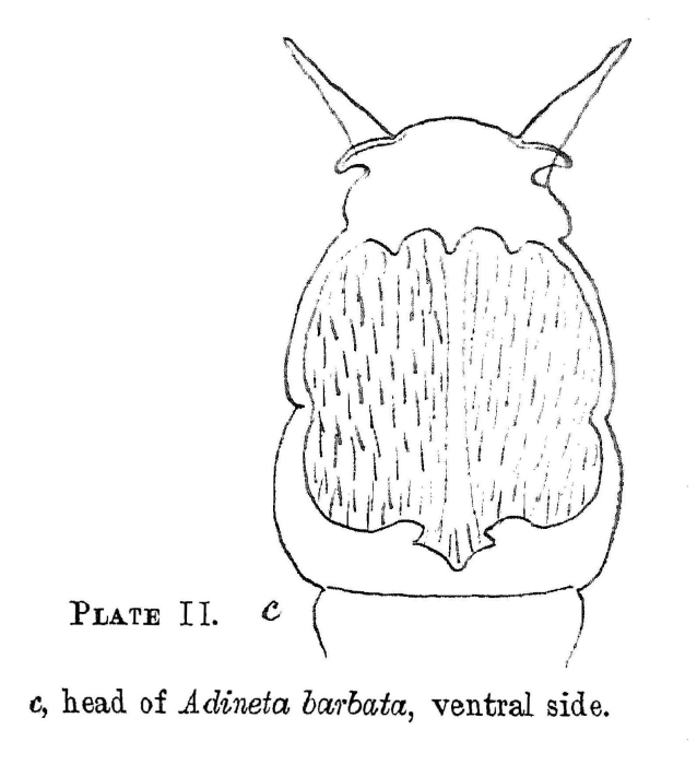 Adineta barbata Adineta barbata