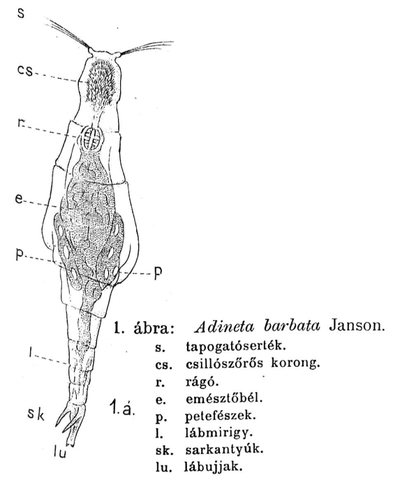 Adineta barbata Adineta barbata