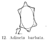 Adineta barbata