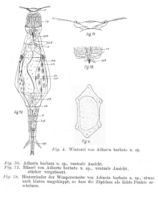 Adineta barbata - Original description image