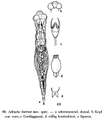 Adineta bartosi - Original description image