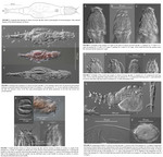 Adineta beysunae - Original description image