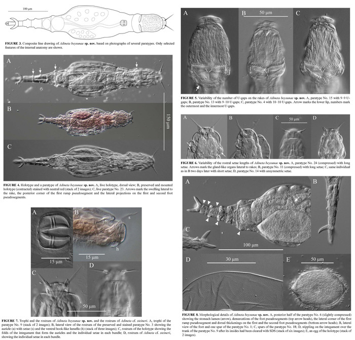Adineta beysunae - Original description image