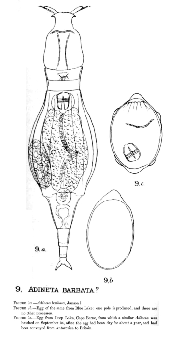 Adineta coatsi