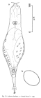 Adineta coatsi