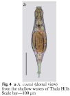 Adineta coatsi