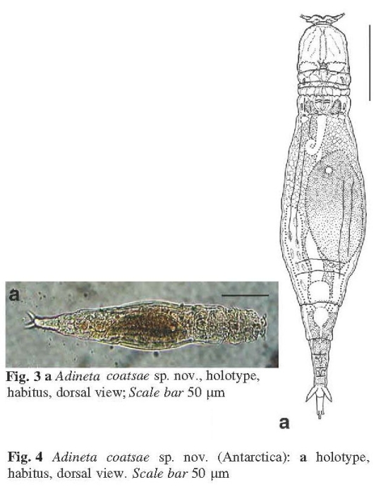 Adineta coatsi - Original description image
