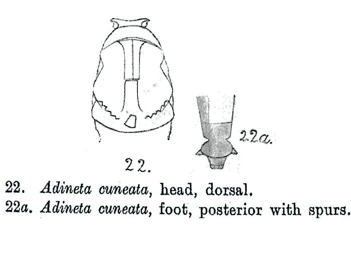 Adineta cuneata - Original description image