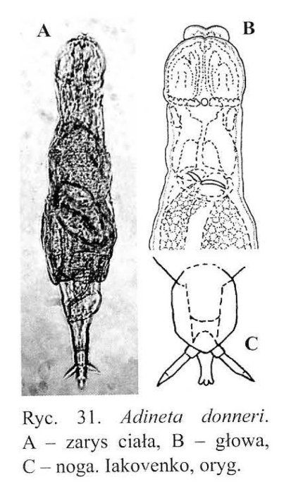 Adineta donneri - Original description image