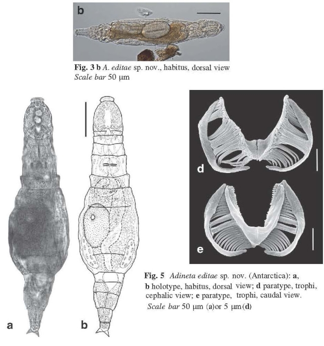 Adineta editae - Original description image