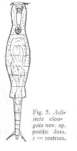 Adineta elongata - Original description image