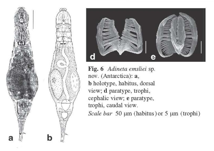 Adineta emsliei - Original description image