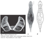 Adineta fontanetoi - Original description image