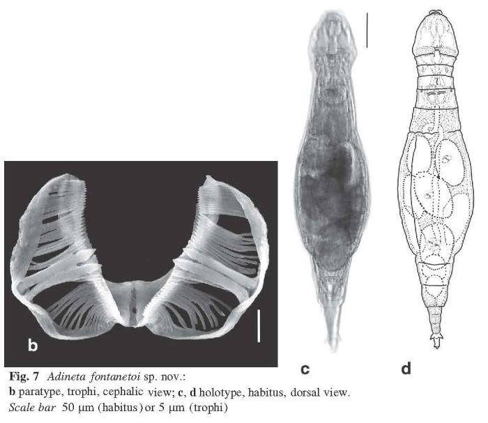 Adineta fontanetoi - Original description image