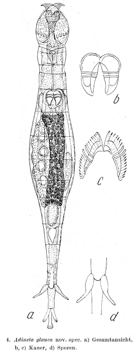 Adineta glauca - Original description image