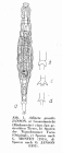 Adineta gracilis