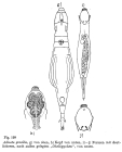 Adineta gracilis