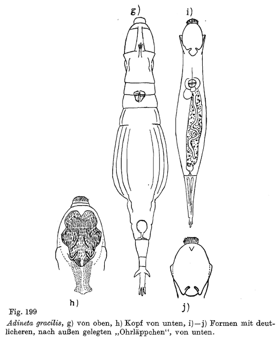 Adineta gracilis Adineta gracilis