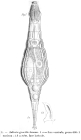 Adineta gracilis
