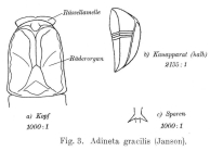 Adineta gracilis