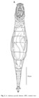 Adineta gracilis