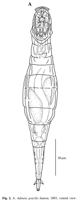 Adineta gracilis Adineta gracilis
