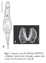 Adineta gracilis