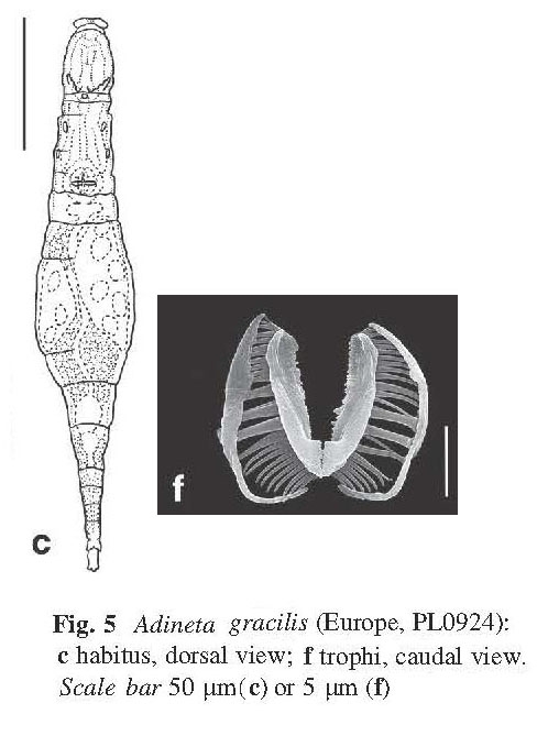 Adineta gracilis Adineta gracilis