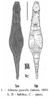 Adineta gracilis