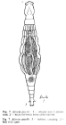 Adineta gracilis