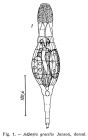 Adineta gracilis