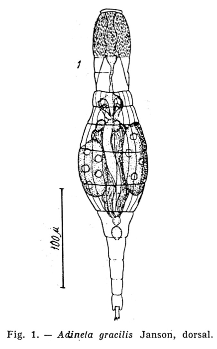 Adineta gracilis Adineta gracilis