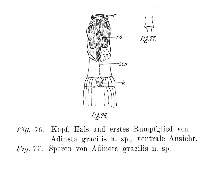 Adineta gracilis - Original description image