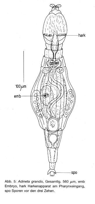 Adineta grandis