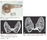 Adineta grandis