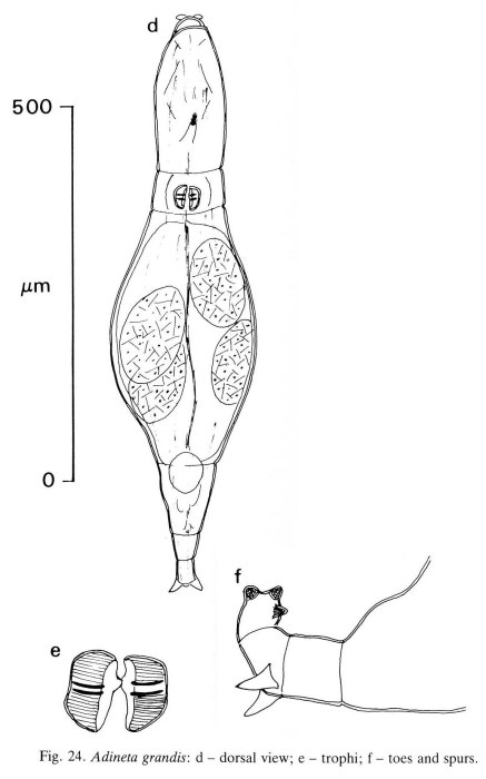 Adineta grandis