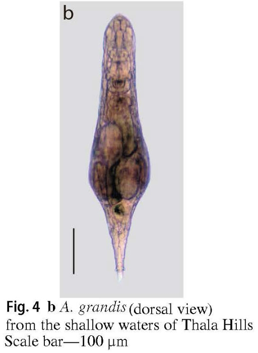 Adineta grandis