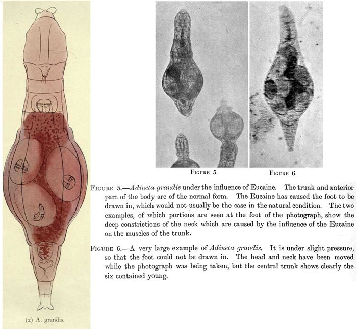 Adineta grandis - Original description image