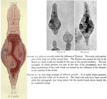 Adineta grandis