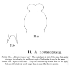 Adineta longicornis