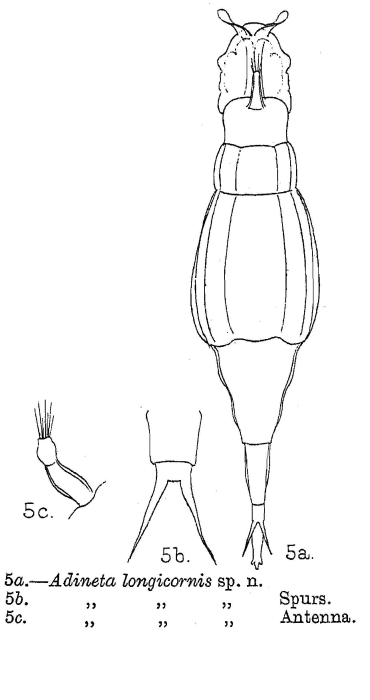 Adineta longicornis - Original description image