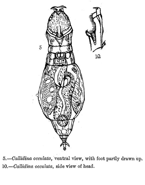 Adineta oculata - Original description image