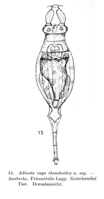 Adineta rhomboidea - Original description image