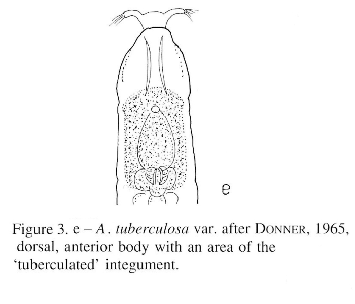Adineta tuberculosa