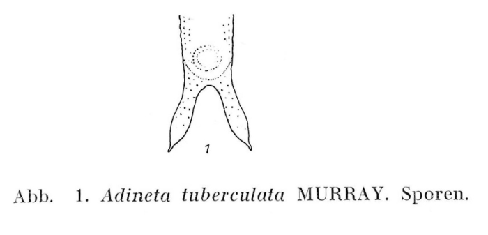 Adineta tuberculosa