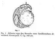 Adineta vaga